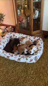 🎁🎉Wishing you all a Merry Christmas from all of us at Crimson Crown Beagles!!🎄 Amos and Lilly trying out their new bed😊 #amosmoses #lillymae #beaglemoments #MerryChristmasInAdvance | Crimson Crown Beagles
