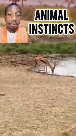 75K views · 299 reactions | Animals may not speak our language, but...