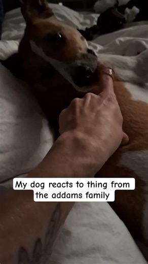 My dog reacts to Thing from the addams family #shorts #addamsfamily #puppy #dog #funny