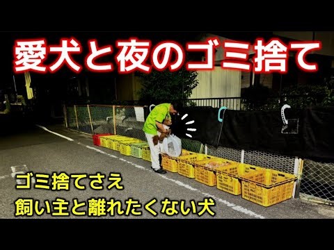 【ゴミ屋敷】第597回 愛犬と夜のゴミ捨て（ゴミ捨てでさえ飼い主と離れたくない犬）