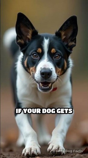 Why Dogs Sniff Butts: The Real Reason