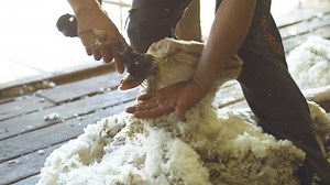 Slow Motion Male Shearer Shearing Sheep Stock Footage Video (100% Royalty-free) 1061302966 | Shutterstock