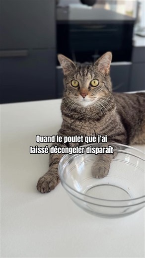 Il est là dès qu’il y a du poulet