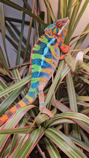 The evolution of Lucian. 🐍✨ He was my holdback, but I've decided to let him go. You can see him at St. Louis NARBC November 21st through the 23rd! 🗓️📍 #evolution #Chameleon #Rainbow #NARBC #Reptiles | T & A Chameleons