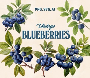 Vintage Blueberry Clipart Bundle of 5 Hand Drawn Illustrations in PNG SVG & AI Formats Botanical Fruit Drawing Commercial Use Retro Summer - Etsy Canada