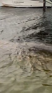 25K views · 17 reactions | “Unbelievable… It’s a manatee!” A manatee was seen eating the grass on a Florida lawn that was flooded by Hurricane Idalia. | WLKY News | Facebook