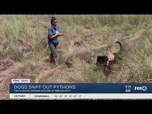 Dog sniffing python hunters
