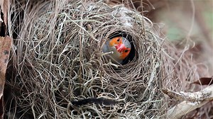 The residents of our "Wings of the Tropics" aviary are really starting to settle in to their new home. Check out these industrious Orange-cheeked Waxbills building a nest from the fibers of a palm tree! | Sylvan Heights Bird Park