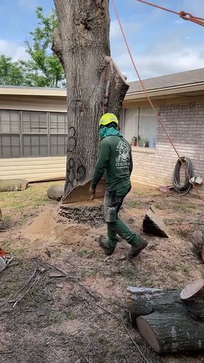 Tree Cutting Techniques with Professional Chainsaw Use