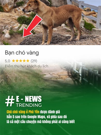 Chú chó vàng Phú Yên – Câu chuyện 5 sao đặc biệt