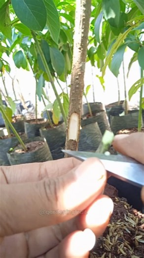 Mango grafting techniques & gardening tips #innesto #mangotree | GardeningFruit