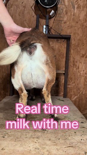 Watch her udder shrink! Goat Milk Feeding Routine at the Farm