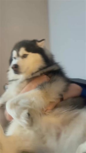 5.1K views · 227 reactions | He’s so fluffy! #viral #doggo #cute #fluffy #lol #dog #funny #doge #sherlockthehusky #silly #aww #adorable #husky | Sled Dog Life | Facebook