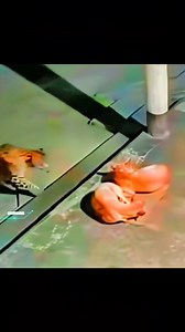 181K views · 941 reactions | Animal Planet TV on Reels | Facebook