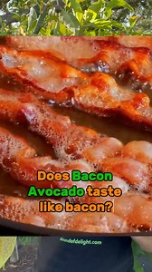 Why is this avocado called Bacon? 🥑🥓 Nope, it’s not because it tastes like bacon (sadly). It’s actually named after James Bacon, the guy who developed this creamy, milder variety! 💚 There are tons of avocado types out there — not just the famous Hass. Bacon avos are smooth, less oily, and perfect for slicing. We’ve got fruiting grafted Bacon avocado trees available now if you wanna grow your own! #AvocadoLover #BaconAvocado #AvocadoFacts #FoodieFun #PlantCityFl #PlantCity #Avocado #FunFact #g