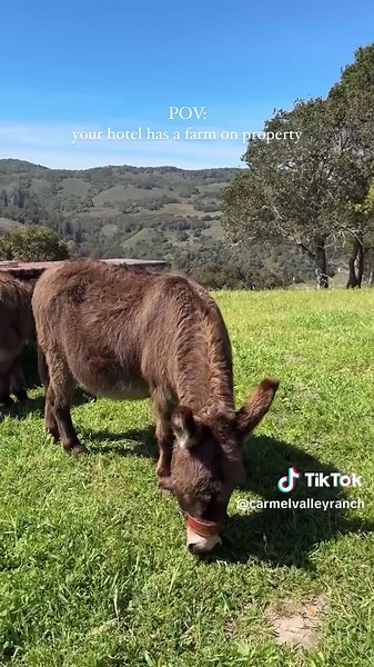 Luxury Hotel Experiences in Carmel Valley, California