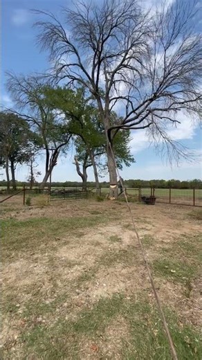 #countrymusic #cowboys #newmusic #stihl #automobile #pecantree #arborist #tree #duet #music