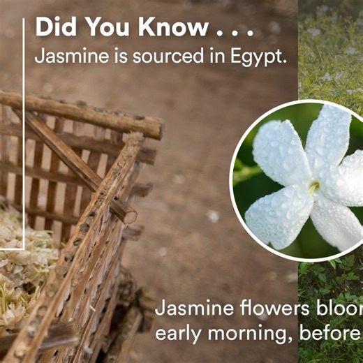 Here’s how our Jasmine Touch comes to life! 🌼 Which part of the process amazed you the most? Don’t miss out—get 25% off Jasmine Touch in our Valentine’s Day Sale, ending tonight at 11:59 p.m. MT! | doTERRA Essential Oils USA