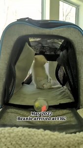 9.6K views · 2.4K reactions | 懶 #cats #cat #gato #kittens #babycats #catrescue #catrescue #diaperkitten #paralyzedcat #handicapped #disabledpet #coicommunity #catsofinstagram | FosterBabyCats | Facebook