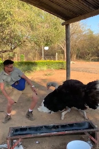1M views · 10K reactions | This ostrich has sure got some moves!  | MetDaan Animals | Facebook