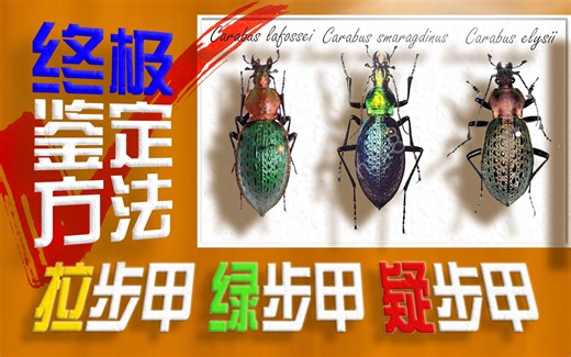 【积分昆虫学】虫圈多年疑惑如今我来正式科普！拉步甲、绿步甲、疑步甲的鉴别方法！