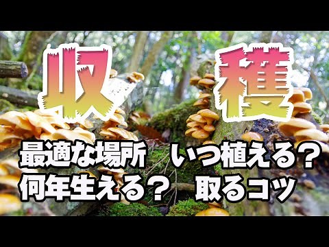 【なめこ収穫】樹海を徒歩３０分！原木から上手に取るためのこつ