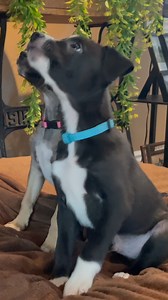 3.5K views · 40 reactions | Puppy Training First Steps (ADORABLE ) | McCann Professional Dog Trainers | Facebook