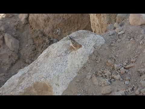 Mongolian Finch , Ladakh Aug 25