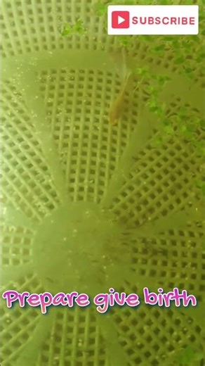 Daily update about guppy 30 Nov 2025