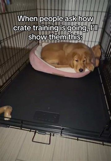 Nighttime Routine of a Well-Trained Golden Retriever