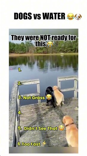Dogs vs Water 😂🐶 | Wait for #6