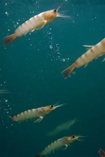 Shrimp Moving Gracefully in Water | Peaceful Underwater Moment 🦐💧| Boovika Agro Tech #Shorts #shrimp