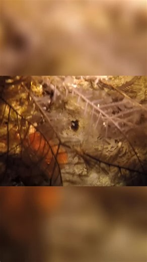 Dive Wise on Instagram: "Feeling disoriented? A compass can be a guiding light! Set a heading before diving to stay on course. A simple tool, a safer dive. #DiveSafe #CompassNavigation #UnderwaterSafety #DiveTips #ScubaDiving #OceanExploration #NavigationSkills #SafeDivingPractices"