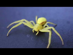 yellow sac spider,yellow sac spider bite,yellow sac spider feeding