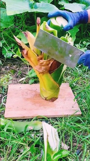 How to Peal and Slice Fresh Banana Stem (Pith) | Traditional Harvest/Crisp Banana Stem Cutting ASMR!
