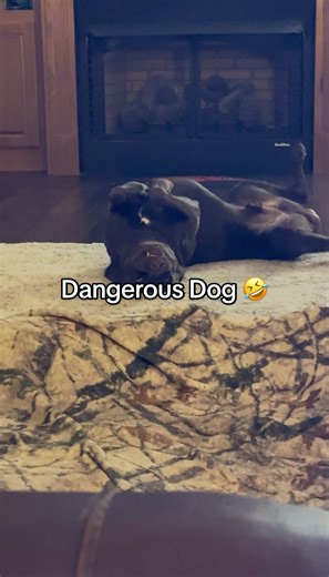 Living our calm little life over here while he lives his BEST spoiled dog life 😂🐾 #simpleliving #doglife #dogsoftiktok #simplelife #funnydogs