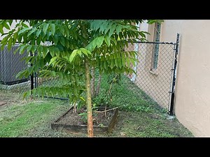 Grow June plum/Amra/ Ambrella from cuttings