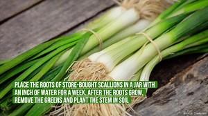 5 Foods You Can Grow in a Container Garden