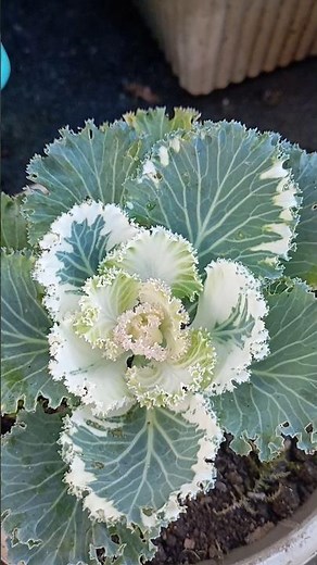 Ornamental Cabbage kale flower ||👌❤ #short#youtube#short#video