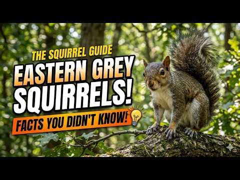 The Eastern Grey Squirrel | Facts You Need To Know!! #squirrel #backyardwildlife