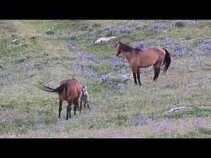 Chaos Shortly After Birth, Montana