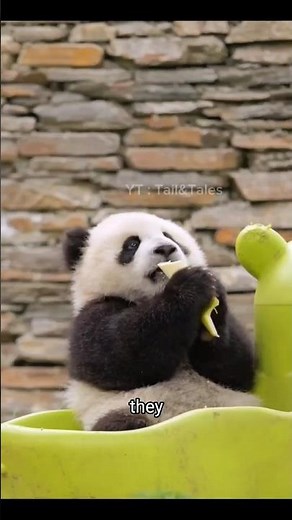 Panda Fun Facts