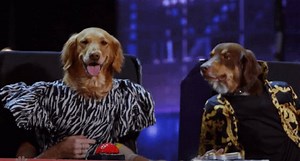 'America's Got Talent' Dog Act is Most Confusing Yet Intriguing Thing on Television
