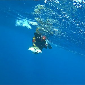 Sea Discover on Reels