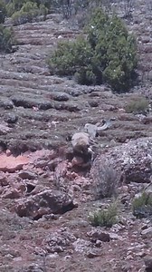Snow leopard Hunting 😳😍 .. .. . . . #karakoramwonders #gilgitbaltistantourism #mountaineers #karakoram #himalayas #mountains #snowleopard #ibex | Mosafir