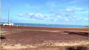 Sargassum Swamps Belize's Coast but is it a National Emergency So, as you;ve seen, Sargassum is swamping Belize’s coasts - from the islands to the mainlands. Today a thick and long mat of it washed up in Belize City and hugged the Marine Parade coast. And while it looks unsightly, it’s a good thing, the camera can’t capture odor because….that’s many times worse than the appearance. Indeed, it’s the most intense Sargassum season in years - and government is considering declaring it a national eme