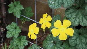 Panning up a trellised luffa vine that is being shaken by a violent wind while being pollinated by bees. The leaves have suffered leaf miner damage and tendrils from the plant reach out to anchor it.