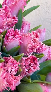 35 reactions | Can’t think of a better time to use frilly, pink tulips than literally right now ✨並 Featured here are Pink Frill Zaragosa Tulips! Shop this variety and all the other adorable frill varieties you could ever hope and dream of through Dutch Direct! . . #frilltulips #pinktulips #tulips #hollandtulips #flowers #flowersoftheworld #trending | DVFlora | Facebook
