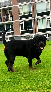 6.2K views · 52 reactions | So beautiful #rottweiler #dog | The Rottweiler | Facebook