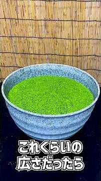 [Medaka Biotope] From 1 to Over 100 Million!? The Floating Plant with the Power to Cover the World